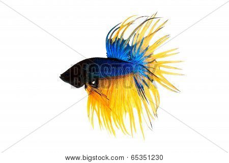 Fighting Fish