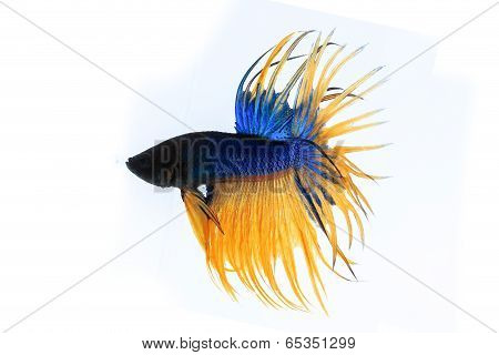 Fighting Fish