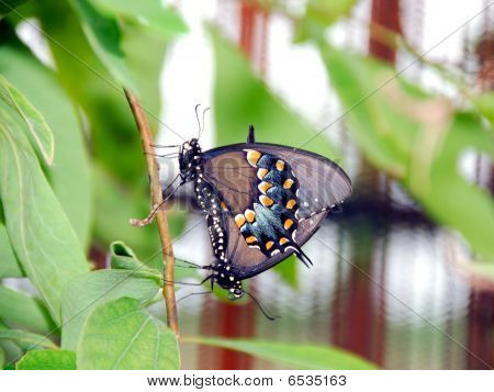 Pipevine Swallowtail Pair