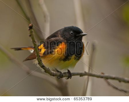 American Redstart