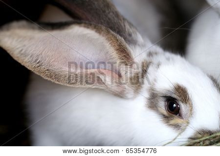 White rabbit with blask spots.