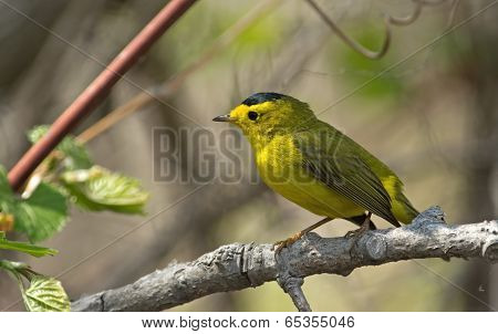 Wilson's Warbler
