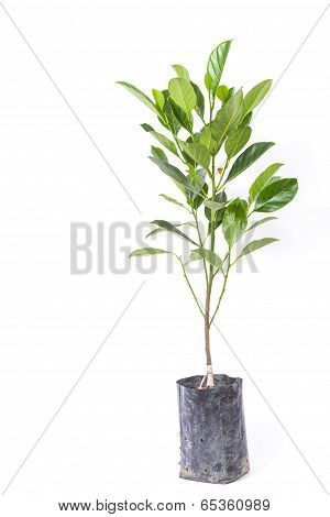Jackfruit Tree Isolated On White Background