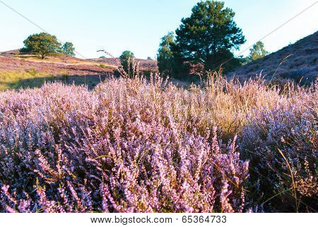 Exciting Landscape