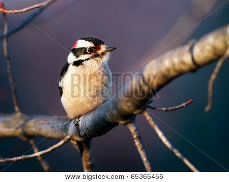 Downy Woodpecker Male On Limb