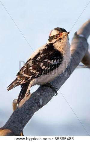 Downy Woodpecker Male