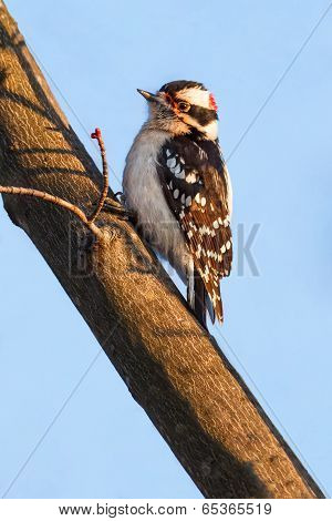 Downy Woodpecker