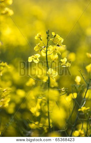 Colza (Brassica rapa)