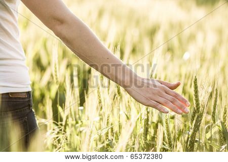 Woman's hand touch wheat ears at sunset