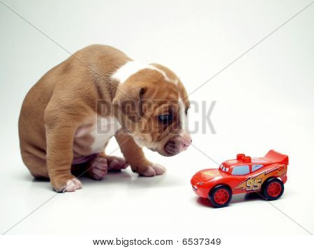amstaff og røde bil