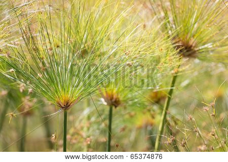 Beautiful Papyrus Plants With Selective Focus