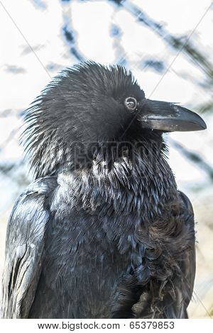 ?ommon Raven The Corvus Corax