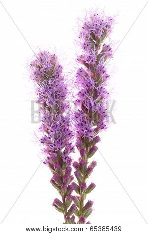 Spicatum violet flower