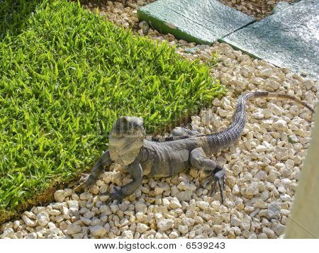 Iguana