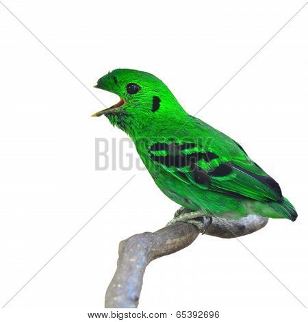 Green Broadbill Bird