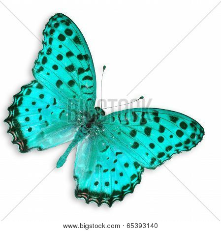 Blue Butterfly