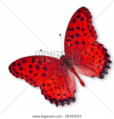 Red Butterfly
