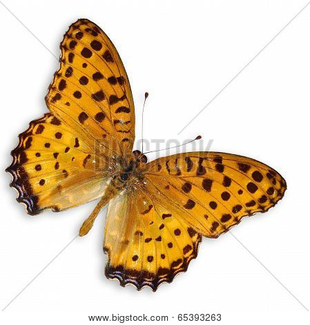 Yellow Butterfly