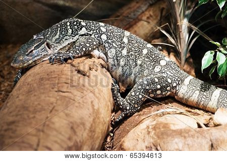 Monitor Lizard