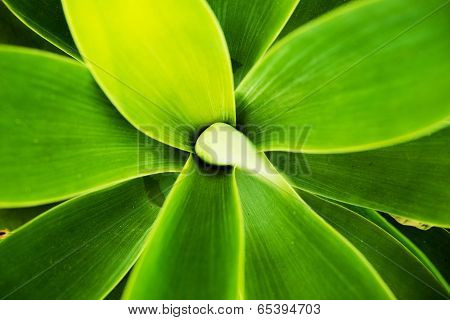 Cactus Macro Background