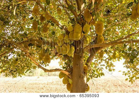 A jackfruit tree with many hanging fruits during hot summer season