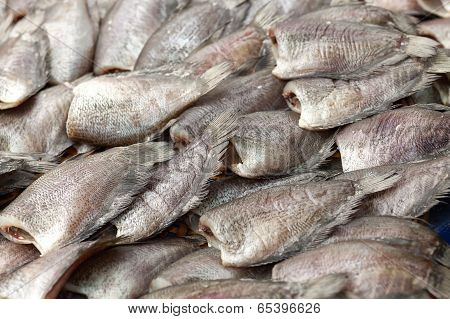 Salted Gourami Fish