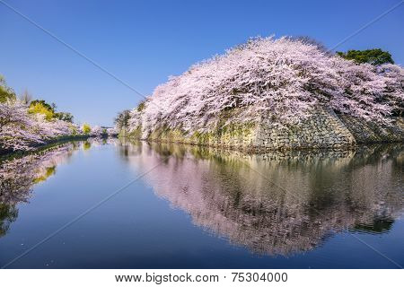 Hikone, Japan sakura cherry trees at Hikone Castle outer moat.