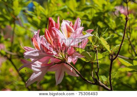 Beautiful Pink Rhododendron Flowers