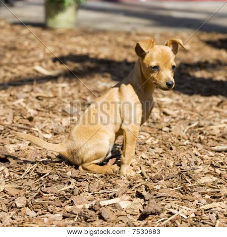 Lille Pinscher