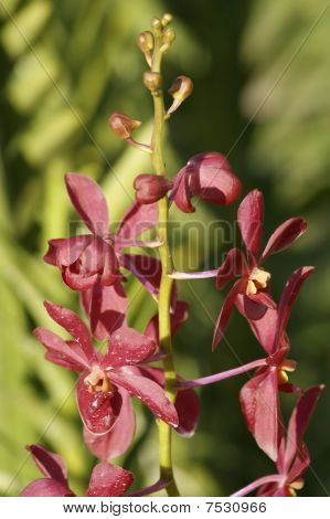 Wild Orchid.