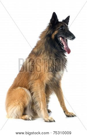 Belgian Shepherd Tervueren