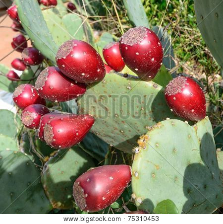Prickly Pear