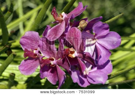 Wild Orchid.