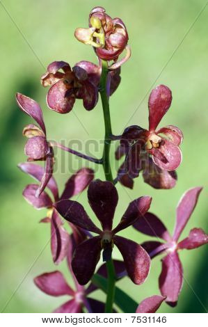 Wild Orchid.