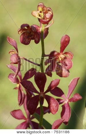 Wild Orchid.
