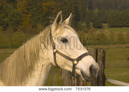 Portrait Of A White Horse.