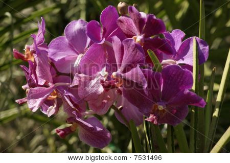 Wild Orchid
