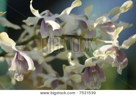 Wild Orchid.