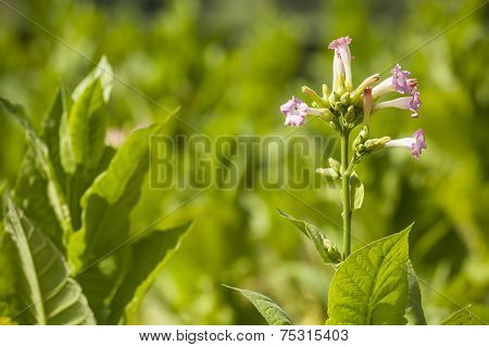 Tabacco plant.