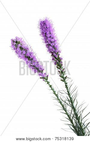Gayfeather Flower