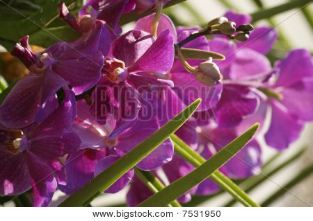 Wild Orchid.