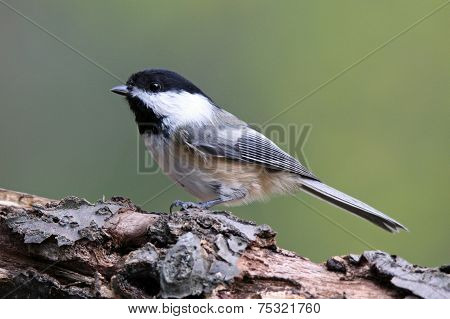 Chickadee