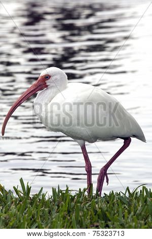 American White Ibis