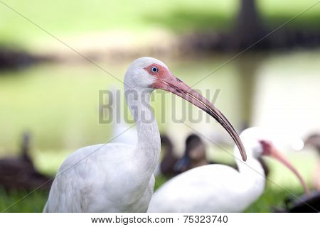 White Ibis Bird