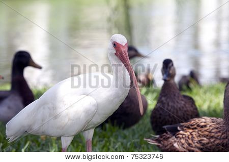 White Ibis Bird