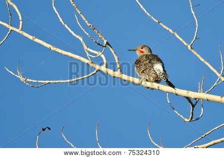 Northern Flicker Perched In A Tree