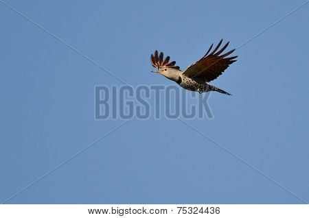 Northern Flicker Flying In A Blue Sky