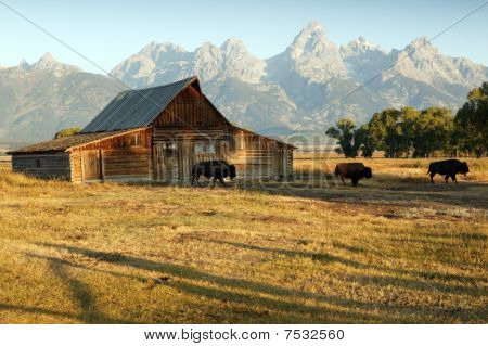 Stodoła i Grand Teton National Park