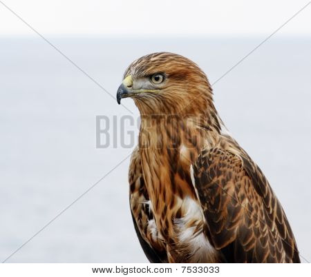 Bir eagle portresi