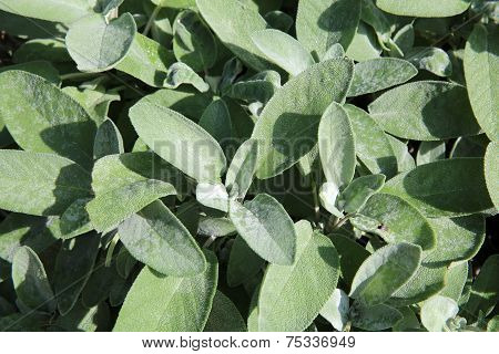 Sage
